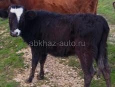 1,5 года телка