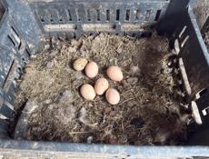 цыплята, куры, петухи