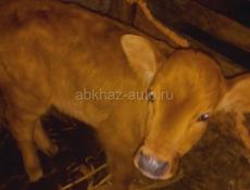 Продается телёнок 1 месяц 