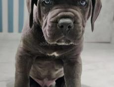 Щеночки осталось мало!