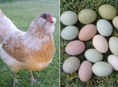 КУПЛЮ ЯЙЦА КУР 
