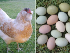 КУПЛЮ ЯЙЦА КУР 