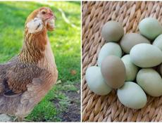 КУПЛЮ ЯЙЦА КУР