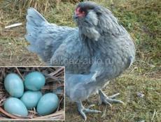 КУПЛЮ ЯЙЦА КУР