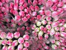 Тюльпаны 🌷💐