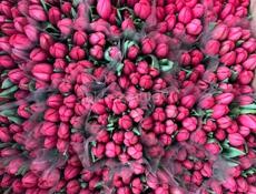 Тюльпаны 🌷💐