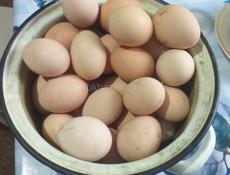 Домашние крупные яицы. 