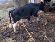 Сегодня завтра срочно 60кг