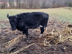 Сегодня завтра срочно 60кг