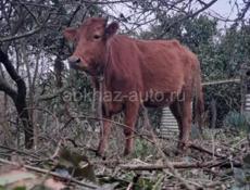 Карова молодая через месяц родит