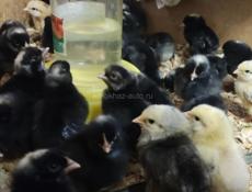 Цыплята породистые 