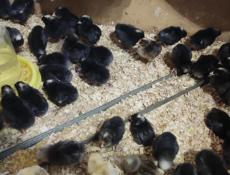 Цыплята породистые 