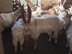 Козы Абщткуа Телка 