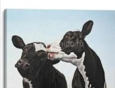 Продаются две коровы