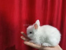 Карликовые кролики.