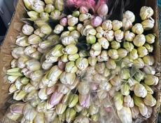 Тюльпаны 60см 