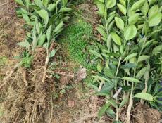 Саженцы ранних мандарин, кункван