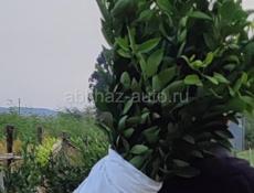 Саженцы ранних мандарин, кункван