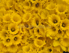  нарциссы «Золотая чаша «