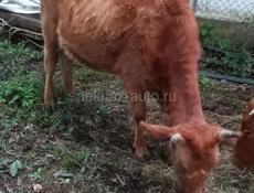 Продам корову 