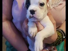 Щеночек боксёра 🤛🏻