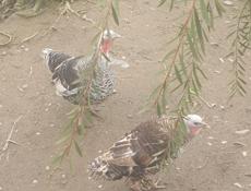 По 3 тысячи каждый. Осталось 2 шт.