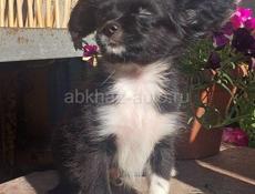 Продаём щенков чихуахуа