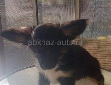 Продаём щенков чихуахуа