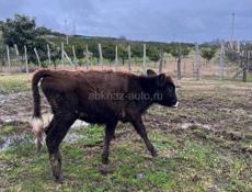 Продается телёнок 