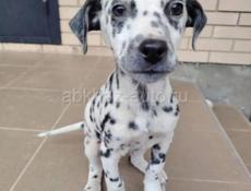 ПРОДАЮТСЯ ЩЕНКИ ДАЛМАТИНЦА 