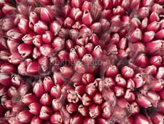 Тюльпаны 🌷💐