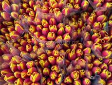 Тюльпаны 🌷💐