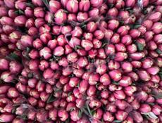 Тюльпаны 🌷💐