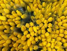 Тюльпаны 🌷💐