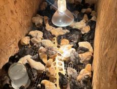 10 дневные цыплята 