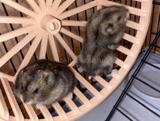 Джунгарские хомячки