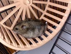 Джунгарские хомячки