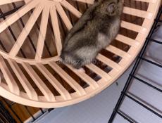 Джунгарские хомячки