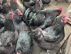 Продаются куры и петухи Джерсидский Гигант