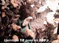 Продаю цыплята 10 дней по 200 р порода местная 