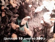 Продаю цыплята 10 дней по 200 р порода местная 