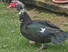 Ундоутки на продажу