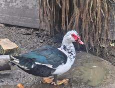 Ундоутки на продажу