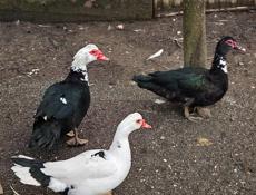 Ундоутки на продажу