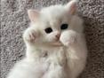 Куплю кошку 
