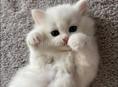 Куплю кошку 
