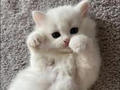 Куплю кошку 