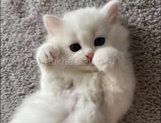 Куплю кошку 