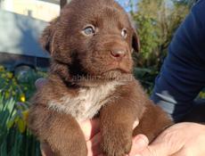 Щенки в добрые руки)