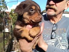 Щенки в добрые руки)